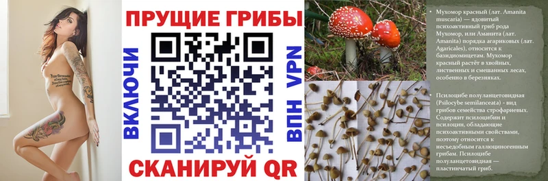 Псилоцибиновые грибы Magic Shrooms  Копейск 